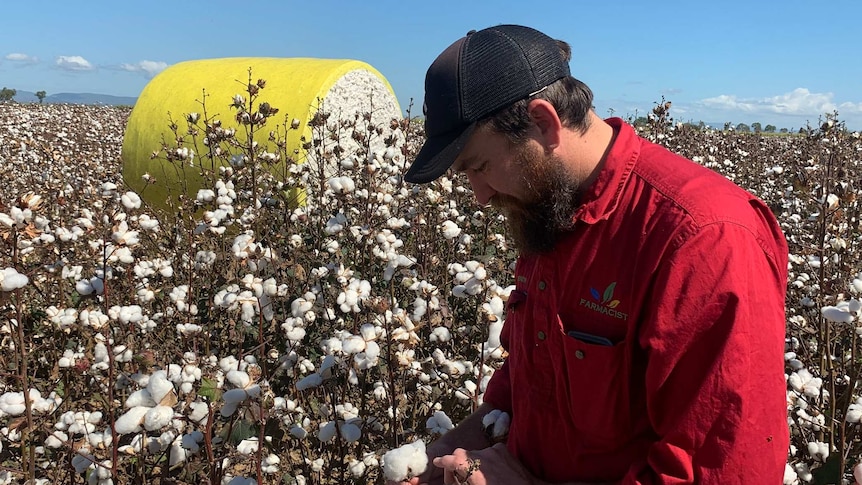 man in cottonfield