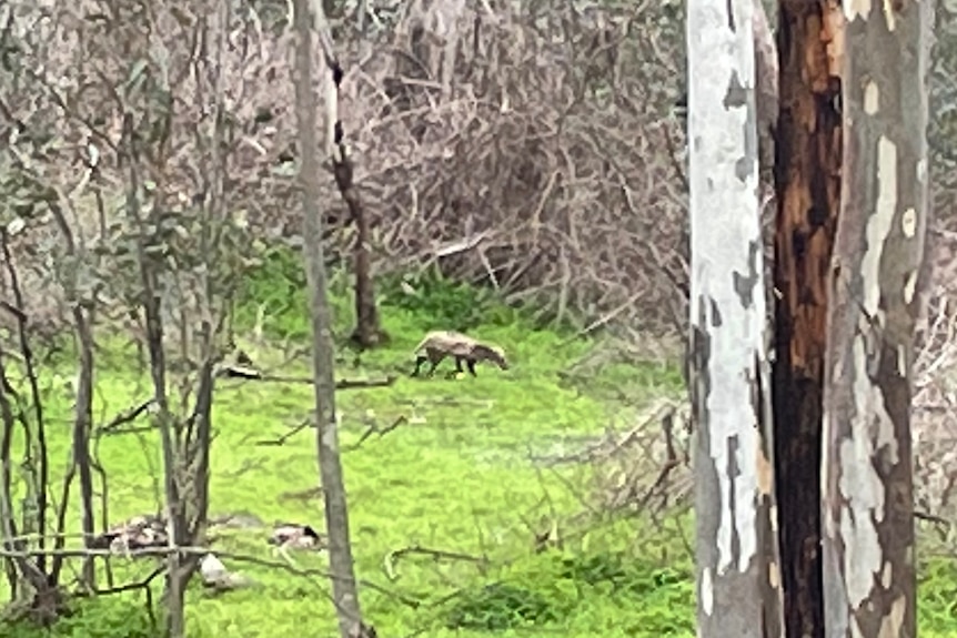 A screenshot of Australian bushland with four-legged animal in the distance