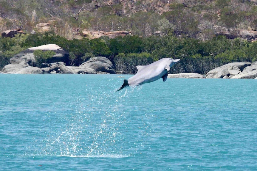 Male dolphin leaping out of the water.