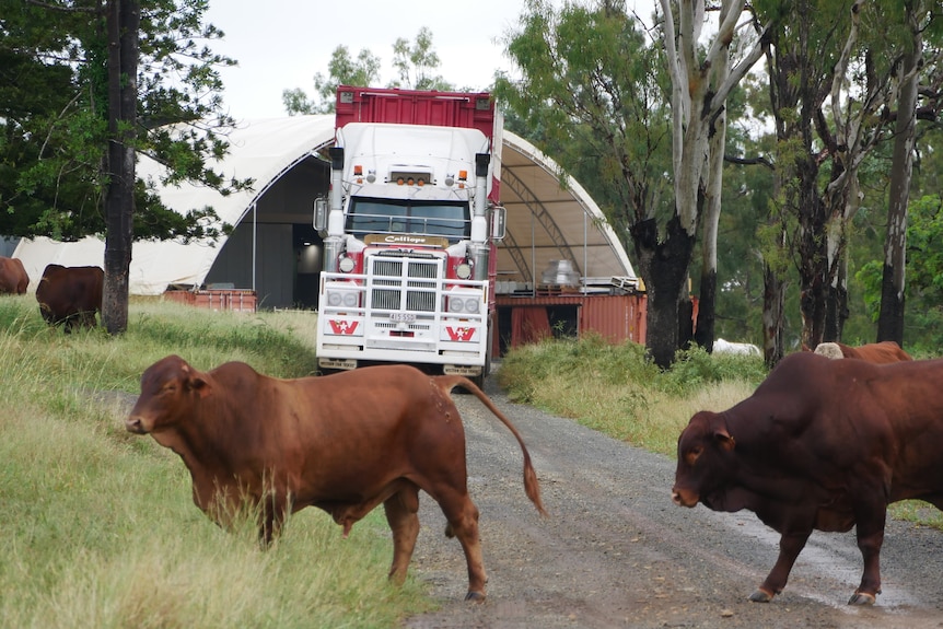 Two brown bulls walk along a road, in the background a white cattle truck can be seen. 