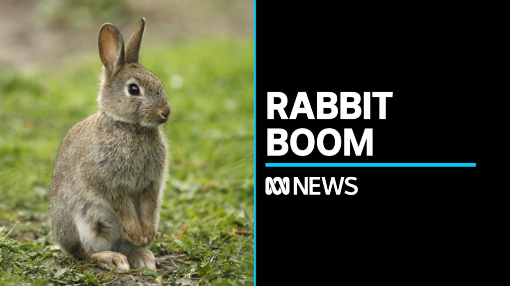 Rabbit numbers surge in the capital - ABC News