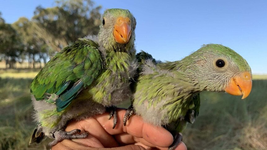 Superb parrots on a researcher's hand.
