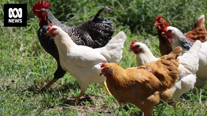 Tasmanian schoolboy builds successful chicken farm from backyard - ABC News