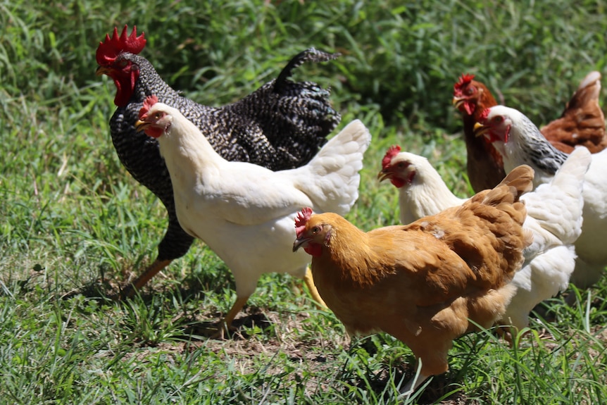 Black white and brown chickens run in the grass