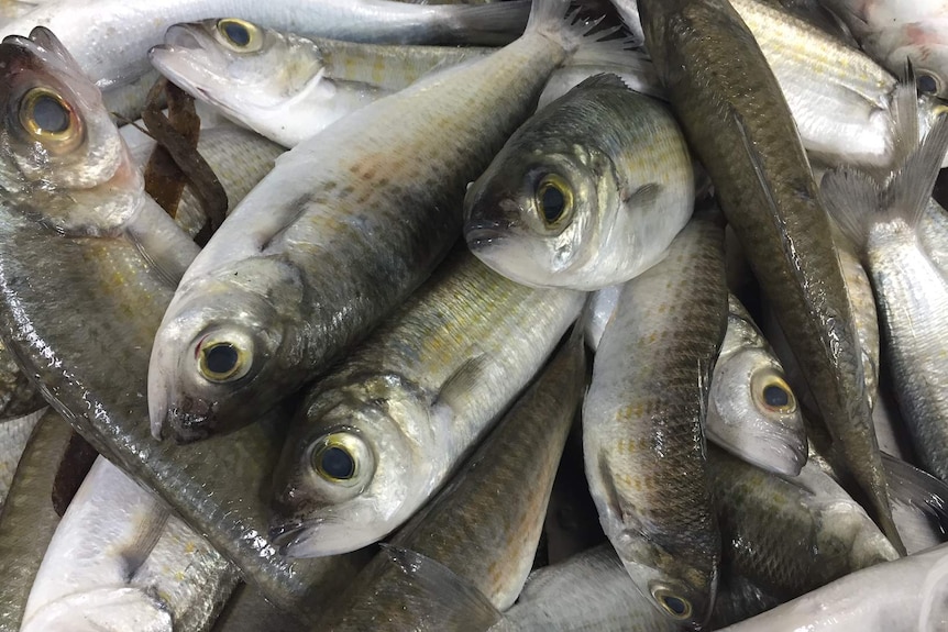 Herring fishing