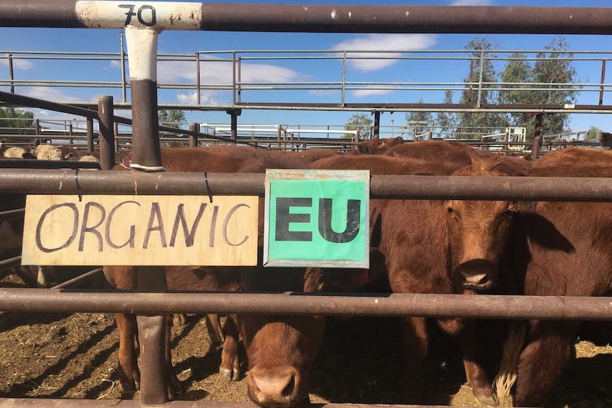 Caramel coloured cattle in a pen with organic sign on the front.