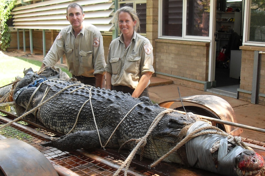 Rangers call for caution after big croc capture.