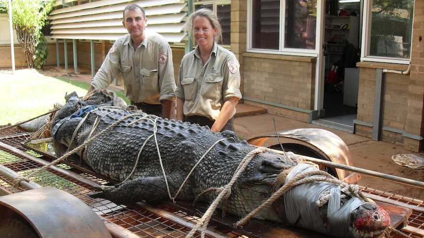 Rangers call for caution after big croc capture.