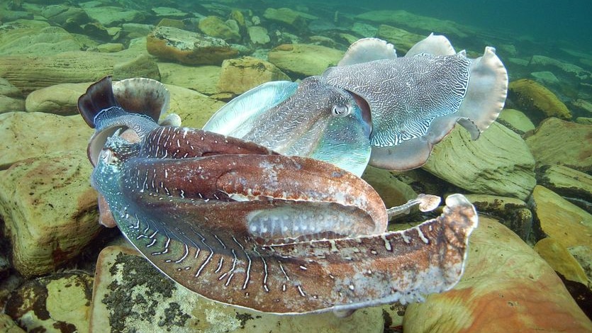 Two male giant Australian cuttlefish