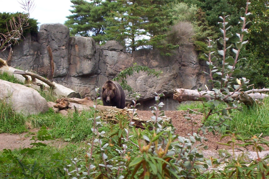 Bear exhibit at Woodland Park Zoo