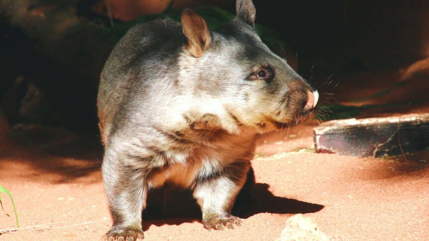 Miniri the wombat close up