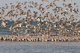 Thousands of migratory shorebirds.