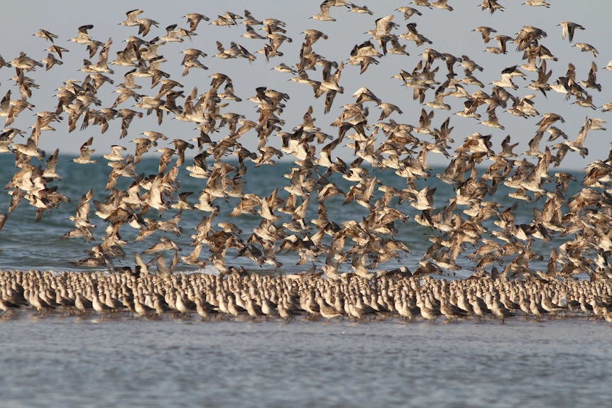 Thousands of migratory shorebirds.