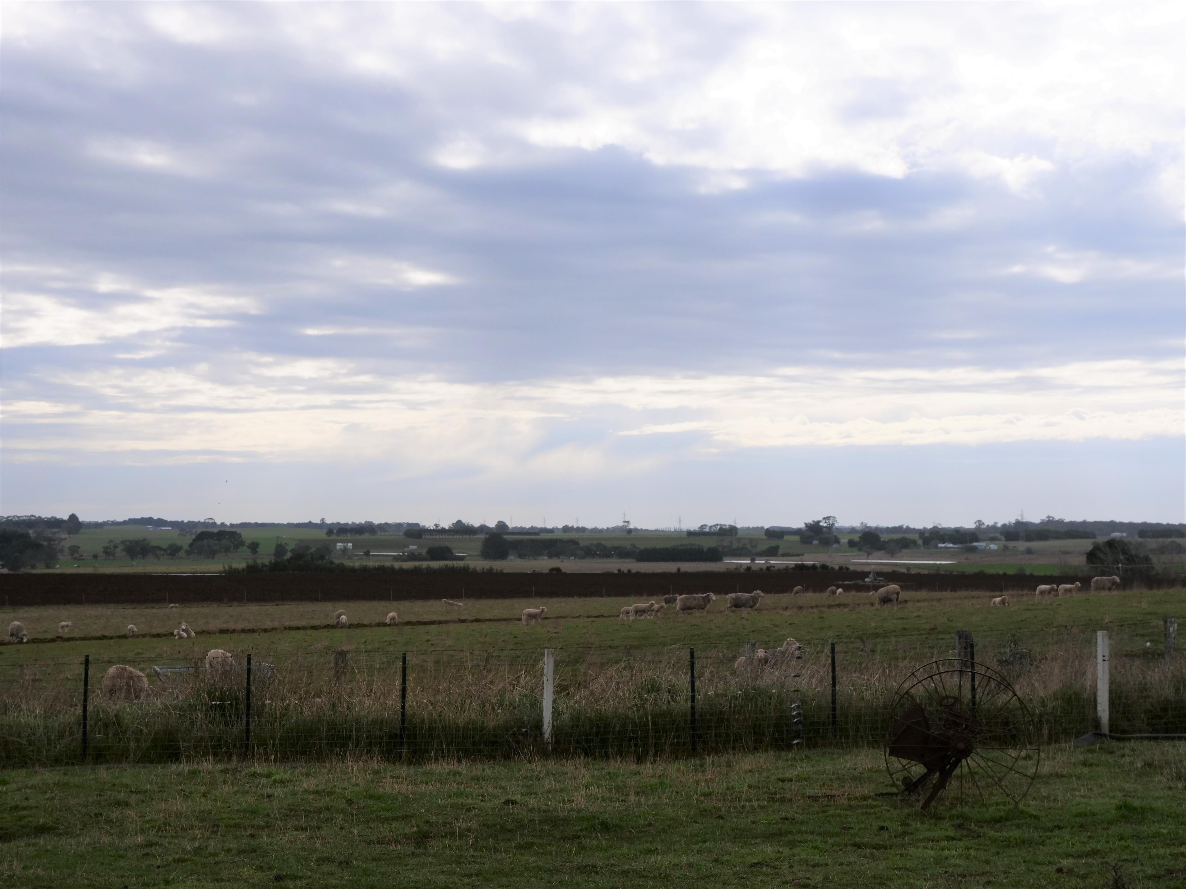 cloudy horizon from farm with sheep on mostly green grass