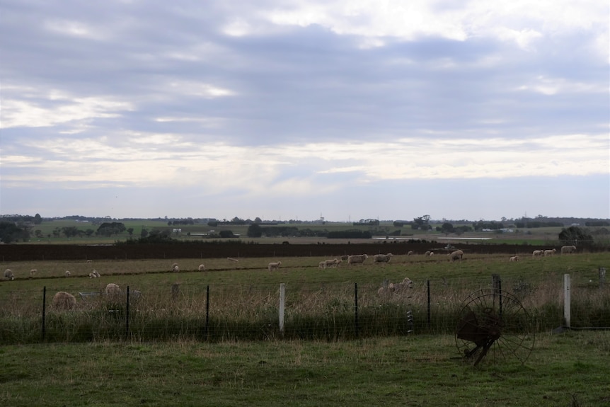 cloudy horizon of farm with sheep on mostly green grass