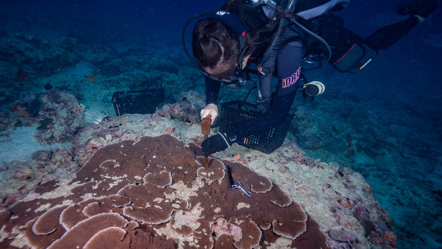 A woman in dive gear collects coral samples with a hammer and chisel from a browny red coral.