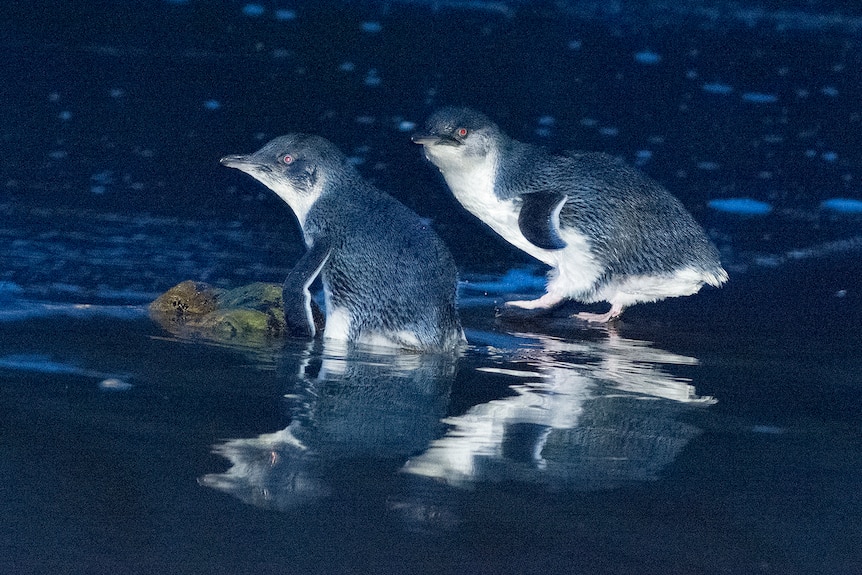 Little penguins on an unidentified beach in Tasmania.