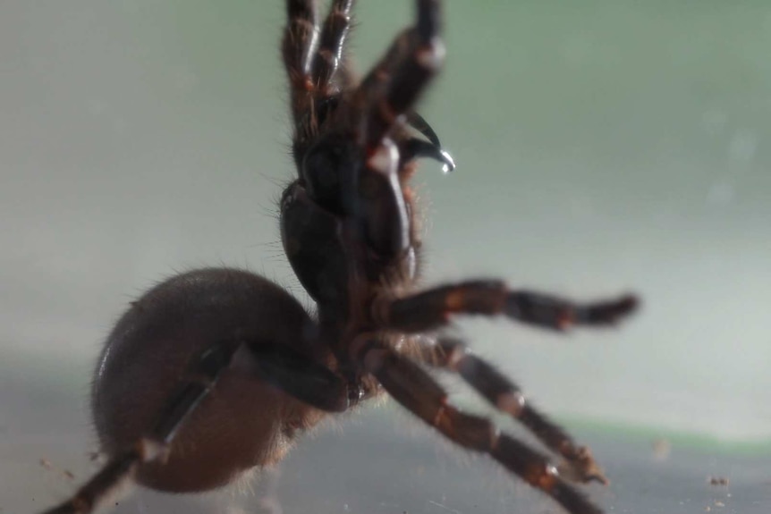 A side-on shot of a funnel-web spider rearing up, showing its fangs.