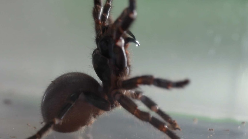 A side-on shot of a funnel-web spider rearing up, showing its fangs.