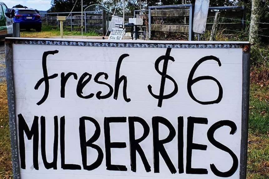 A sign that reads fresh $6 mulberries, with a marque behind it.