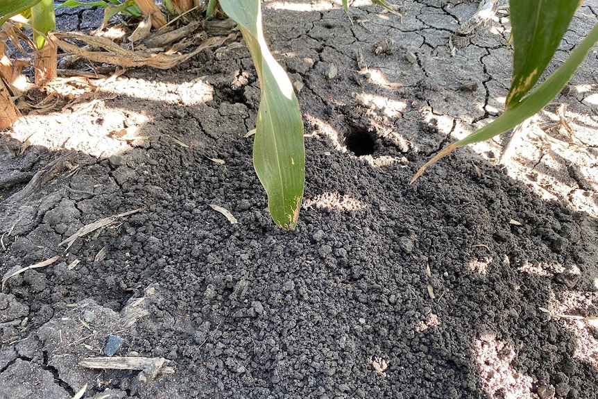 A small mouse burrow in a field of sorghum crops near Dalby.