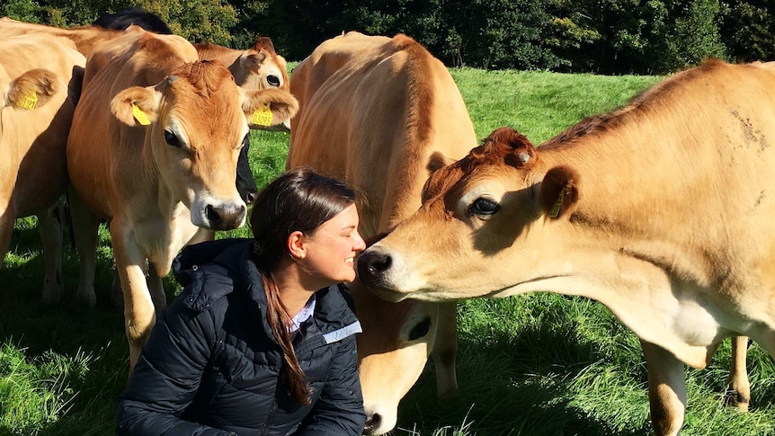 A woman in a paddock with Jersey steers (cattle)