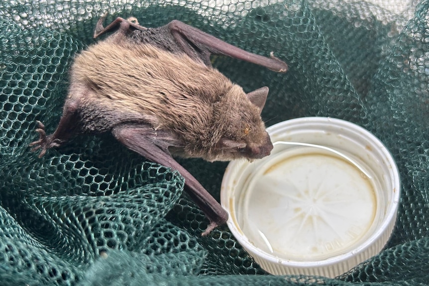 A bat drinking from a jar lid.