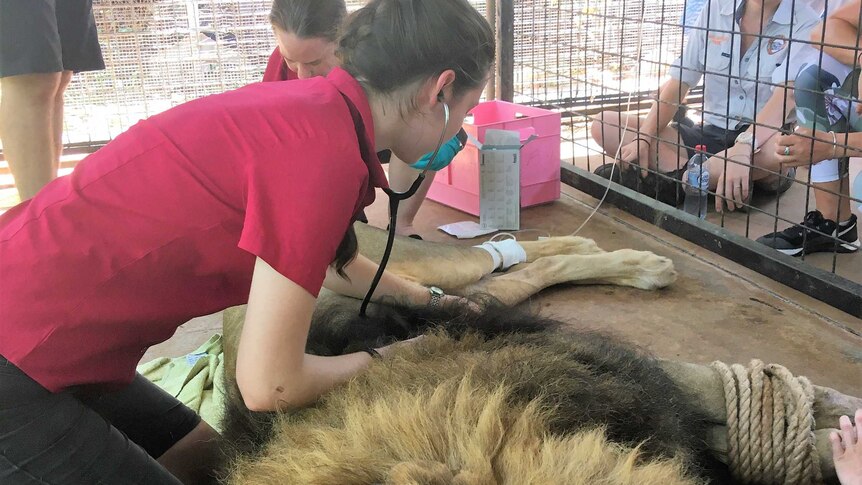 Morgan Gurry monitoring Leo the lion at Crocodylus Park