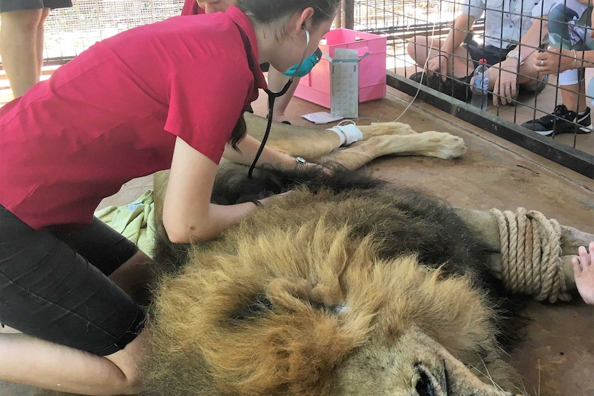 Morgan Gurry monitoring Leo the lion at Crocodylus Park