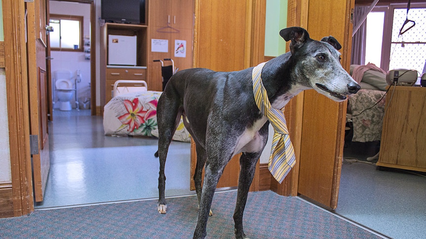 A greyhound stands in front of nursing room beds