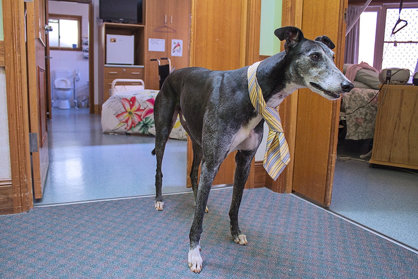 A greyhound stands in front of nursing room beds