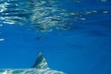 A Great white shark swims with a school of fish