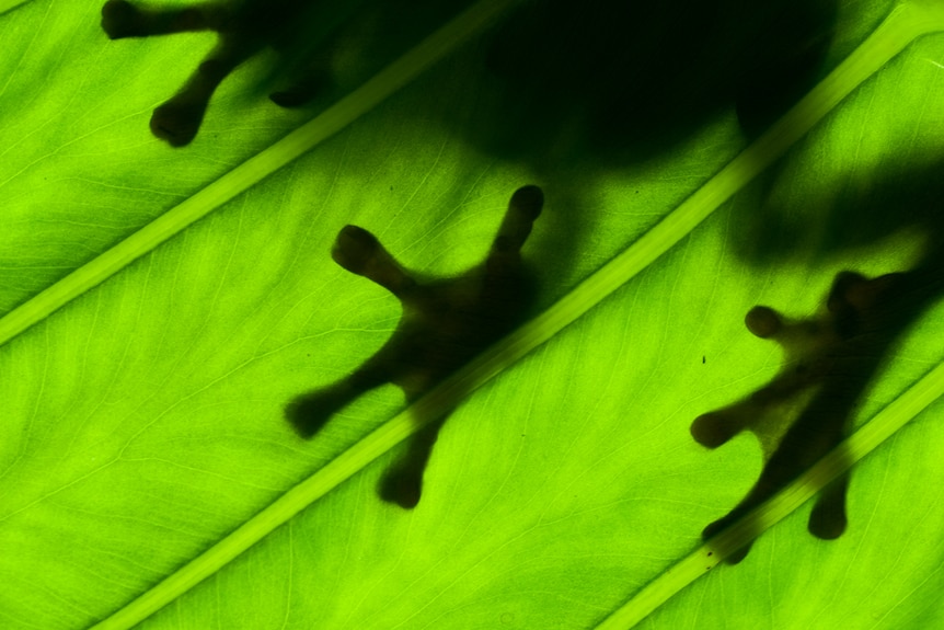 Frog feet seen through a green leaf.
