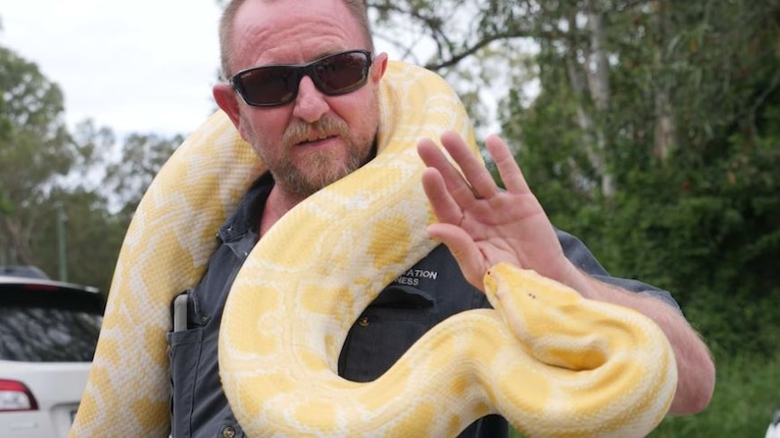 Man with sunglasses handling a massive yellow burmese python