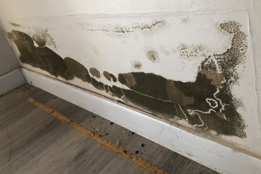 Mould stain on white wall
