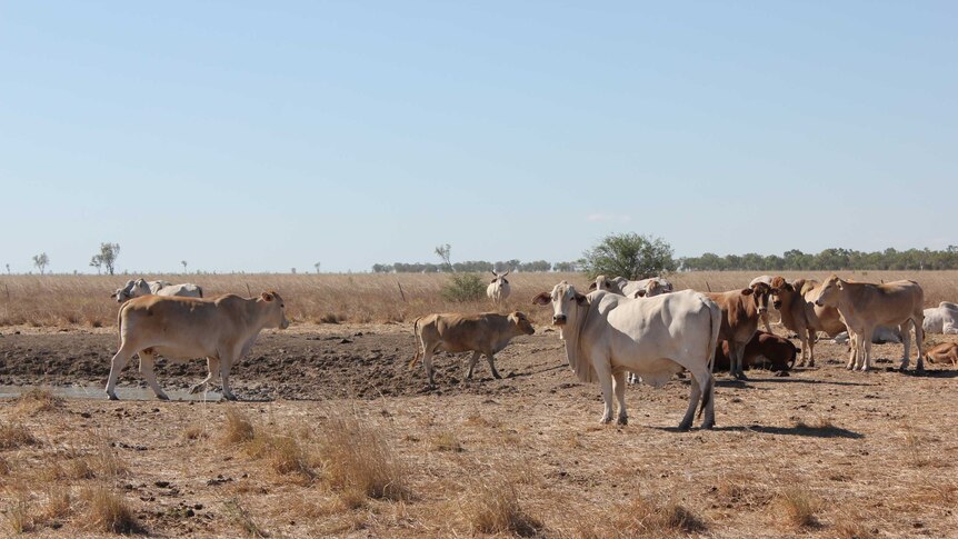 Cattle gathered around a waterhole outside Burketown, Queensland