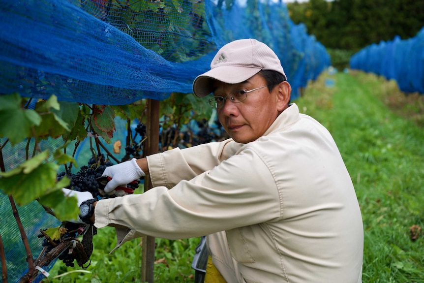 A man looks at the camera while removing grapes from a vineyard