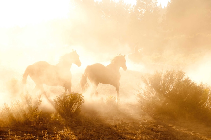 Horse industry confronts climate change