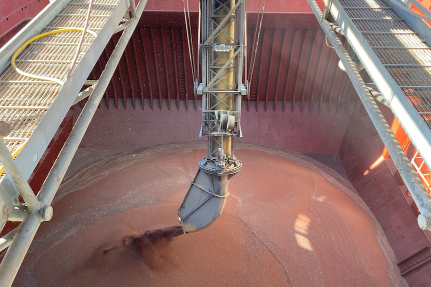 A long pipe drops red sorghum grains into the hold of a large ship.