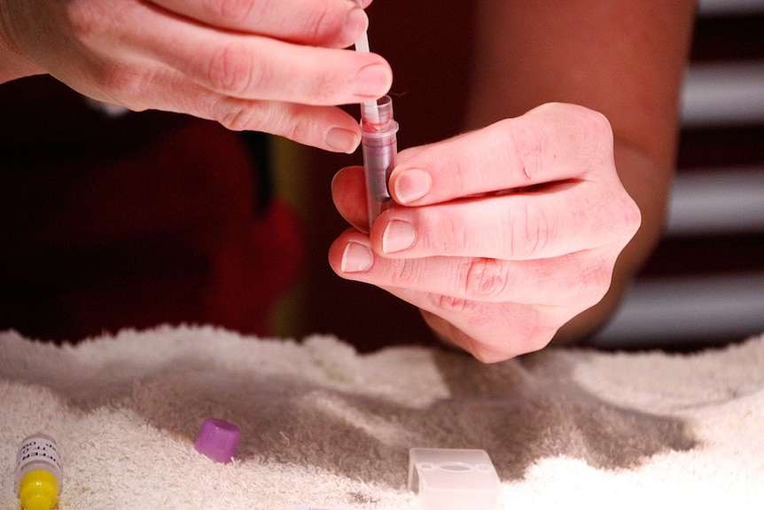 Vet performs a blood type test on a cat.