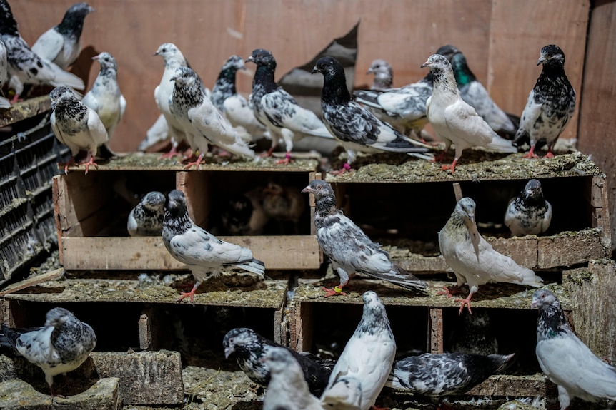 Three rows of multiple pigeons on shelves inside a building.