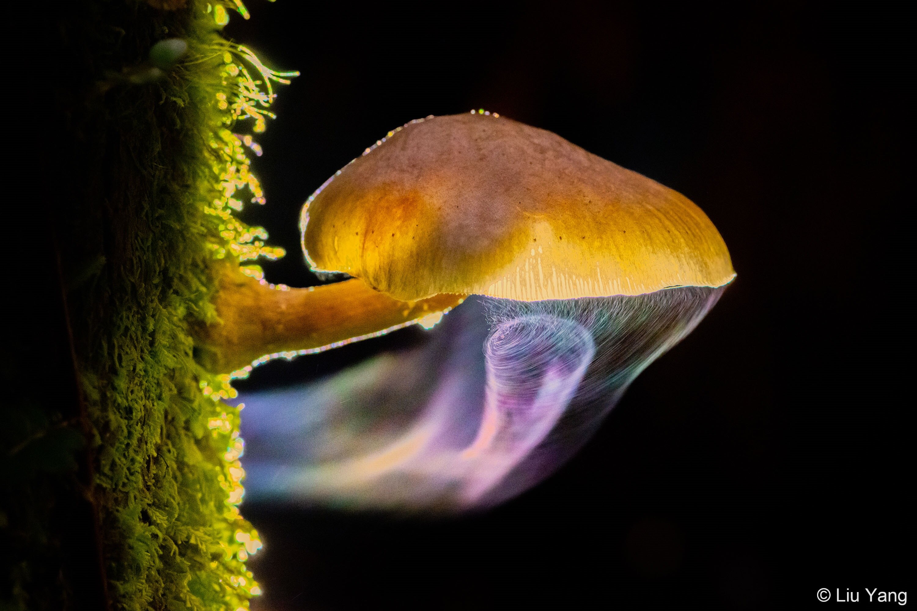 A close up of a mushroom with a spiral of spiderweb underneath