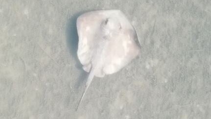 Grey stingray in water