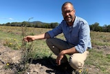 A man is kneeling touching a plant that produces manuka honey. He is wearing glasses and looking at the camera.