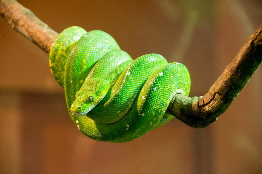 A native green tree python