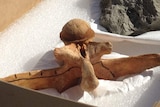 Crocodile vertebrae found underground at Geebung.