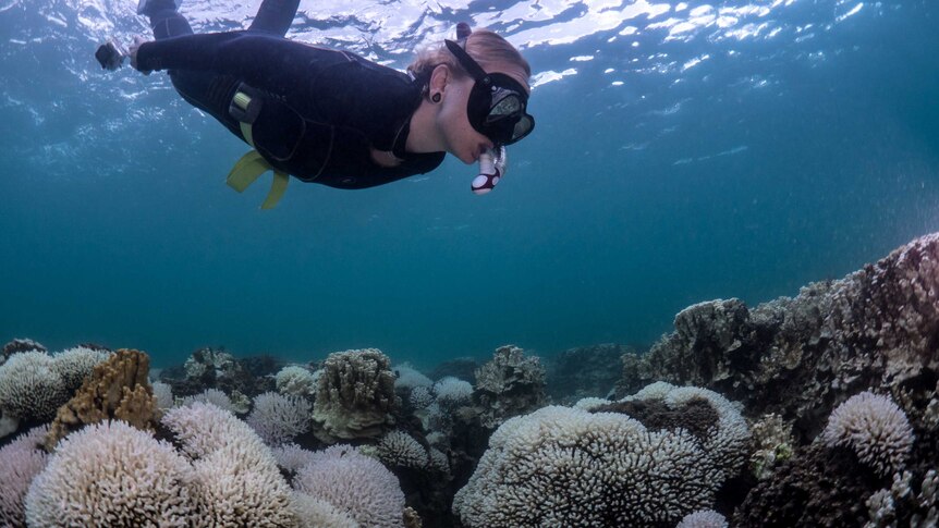 A snorkeller takes a look at coral