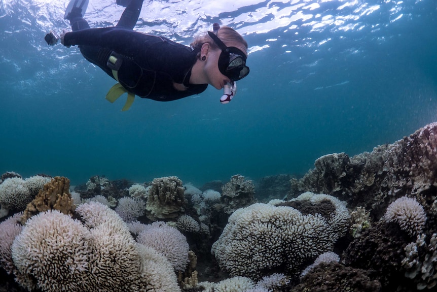 A snorkeller takes a look at coral