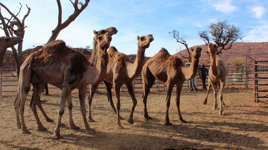 Feral camels in yards