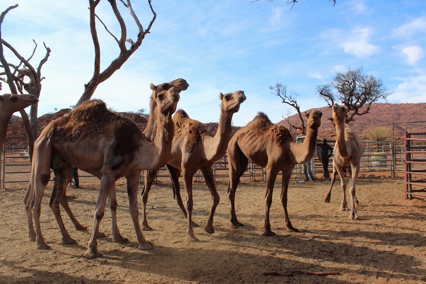 Camels in Australia